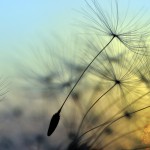 September 2015, © supertramp8 - Fotolia.com